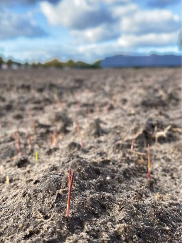 Groene rijstontkieming op boerderij in Dungens Broek, Fryslân, Nederland.