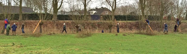 Wilgen Knotten Natuurgroep Gestel (1)
